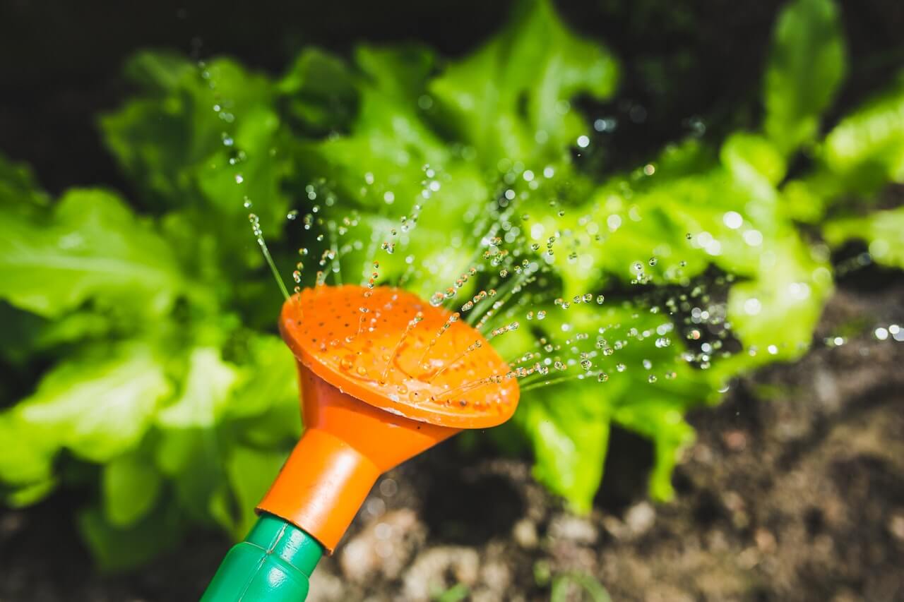 watering-plants-with-a-watering-can Watering Plants With A Watering Can